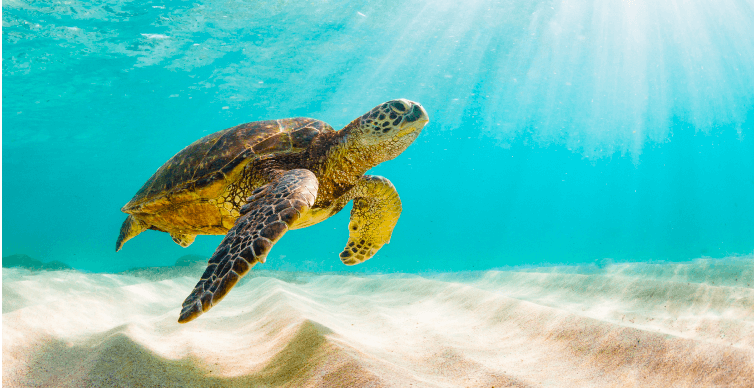 Garten mit vielen Blumen und einer Terrasse vor einem weißen Haus, welches von grünen Sträuchern überwachsen wird