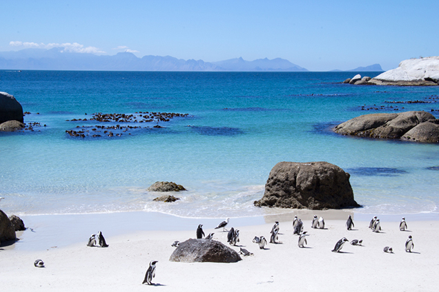 südafrika pinguine am strand 