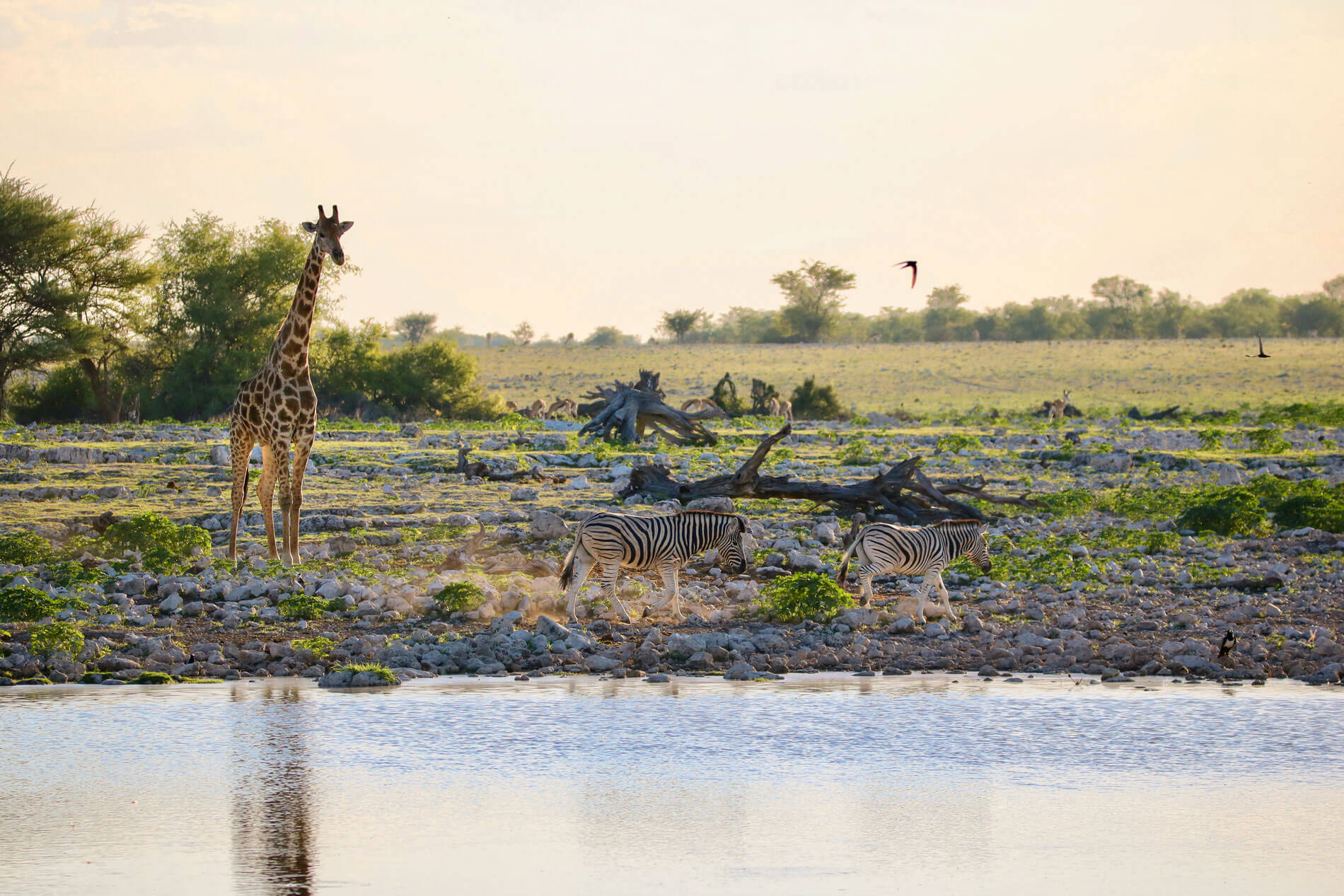 Giraffen und Zebras stehen an einem Fluss auf einer grünen Wiese