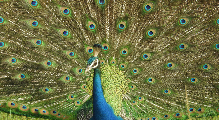 Überdachte Terrasse mit zwei Stühlen und Tisch vor Infinity Pool mit Ausblick auf das Meer, welches von einem Nadelbaum verdeckt wird
