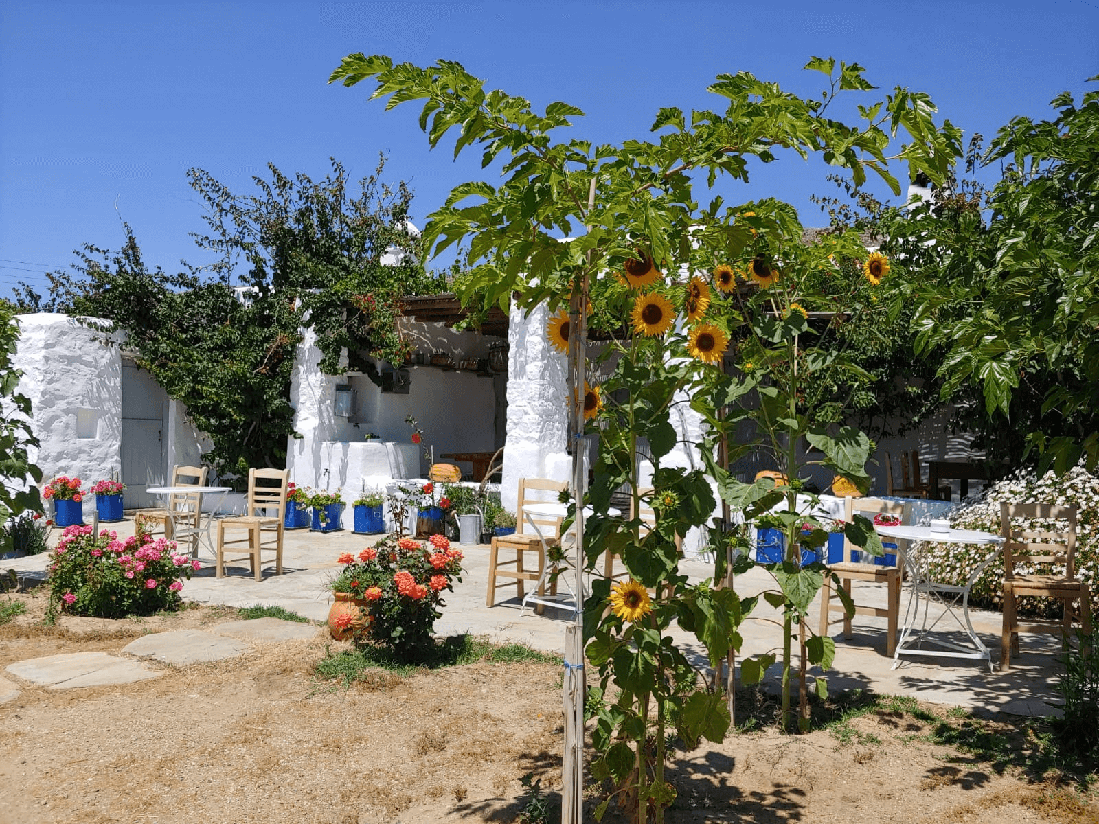 Garten mit vielen Blumen und einer Terrasse vor einem weißen Haus, welches von grünen Sträuchern überwachsen wird