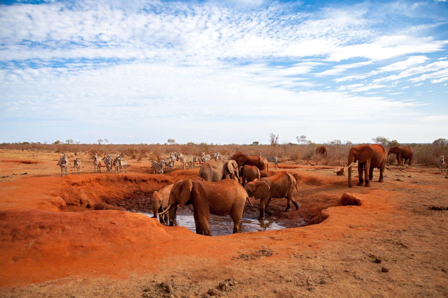 Rote Landschaft mit Elefanten an einem Wasserloch in Namibia 